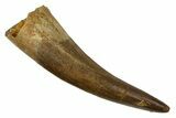 Fossil Plesiosaur (Zarafasaura) Tooth - Morocco #186233-1